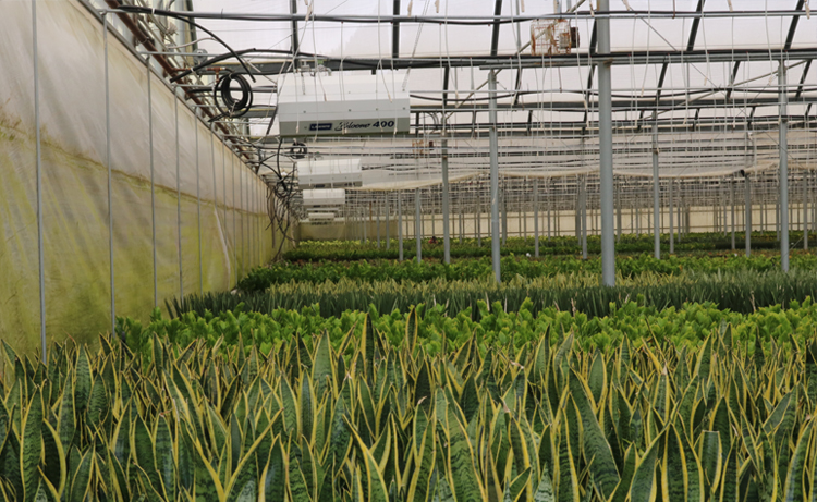 The Bloom Greenhouse Heater with Vent Mode hanging in a greenhouse.